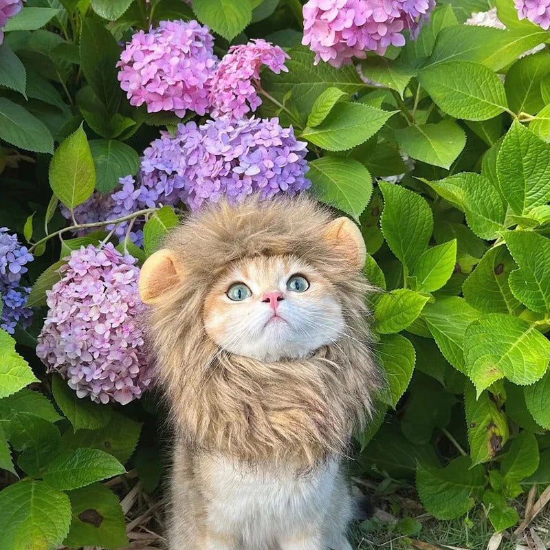 Lion Mane Cat Wig with Ears